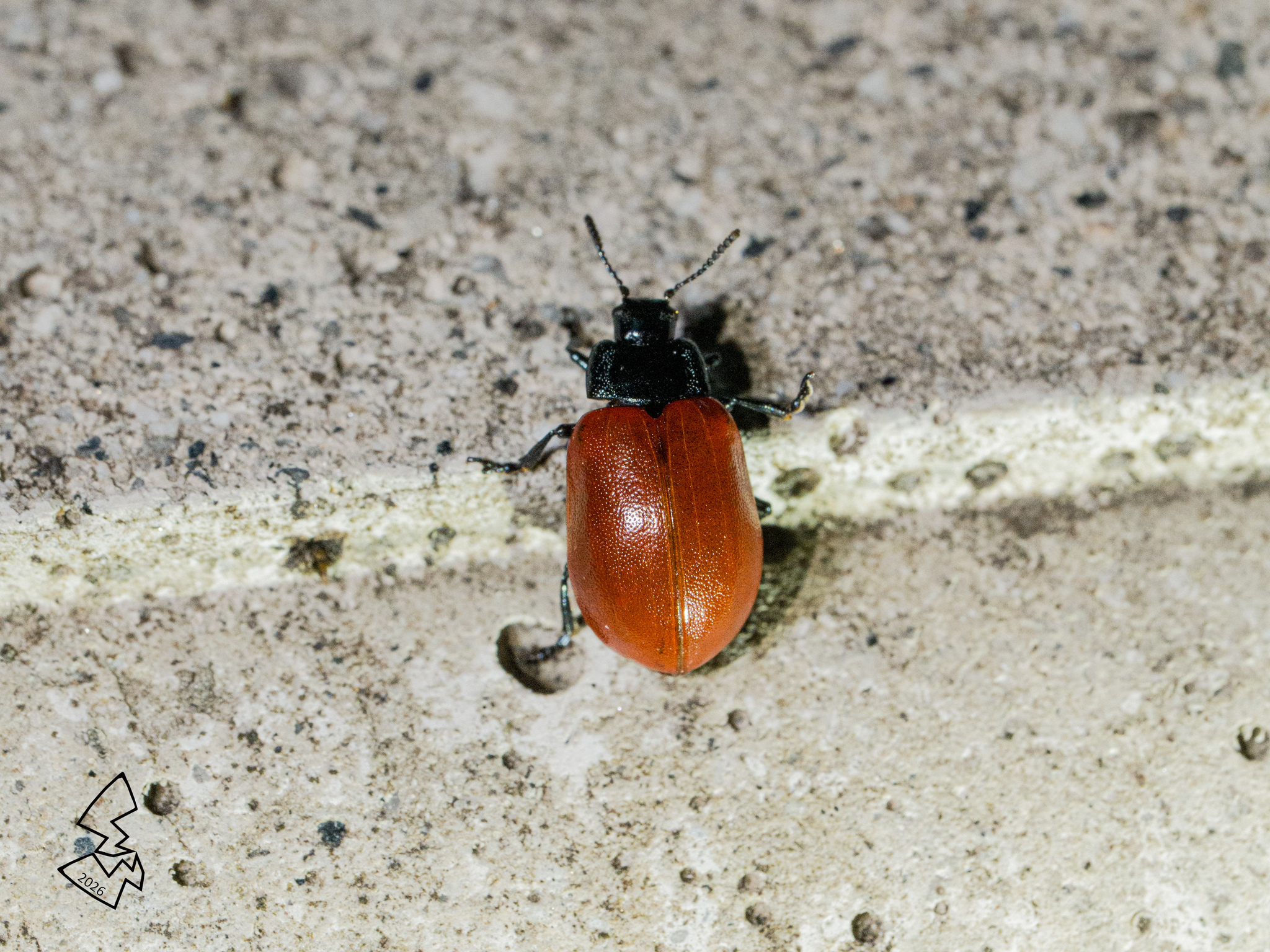 Chrysomela tremula