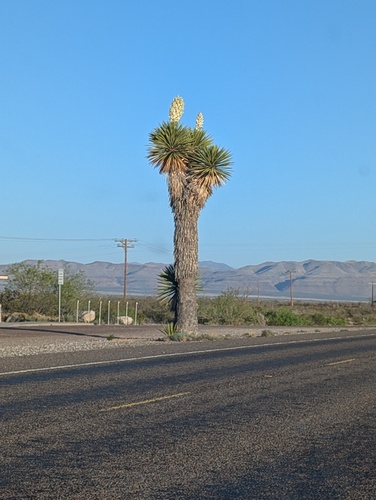 Faxon Yucca (Yucca faxoniana)