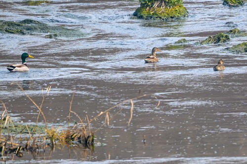 Baikal Teal