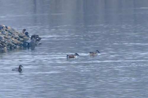 Northern Shoveler