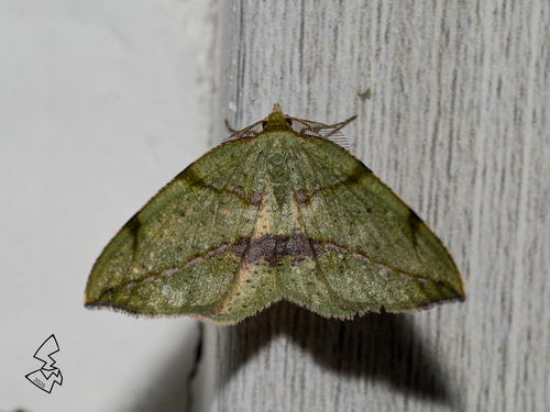 Heterolocha patalata