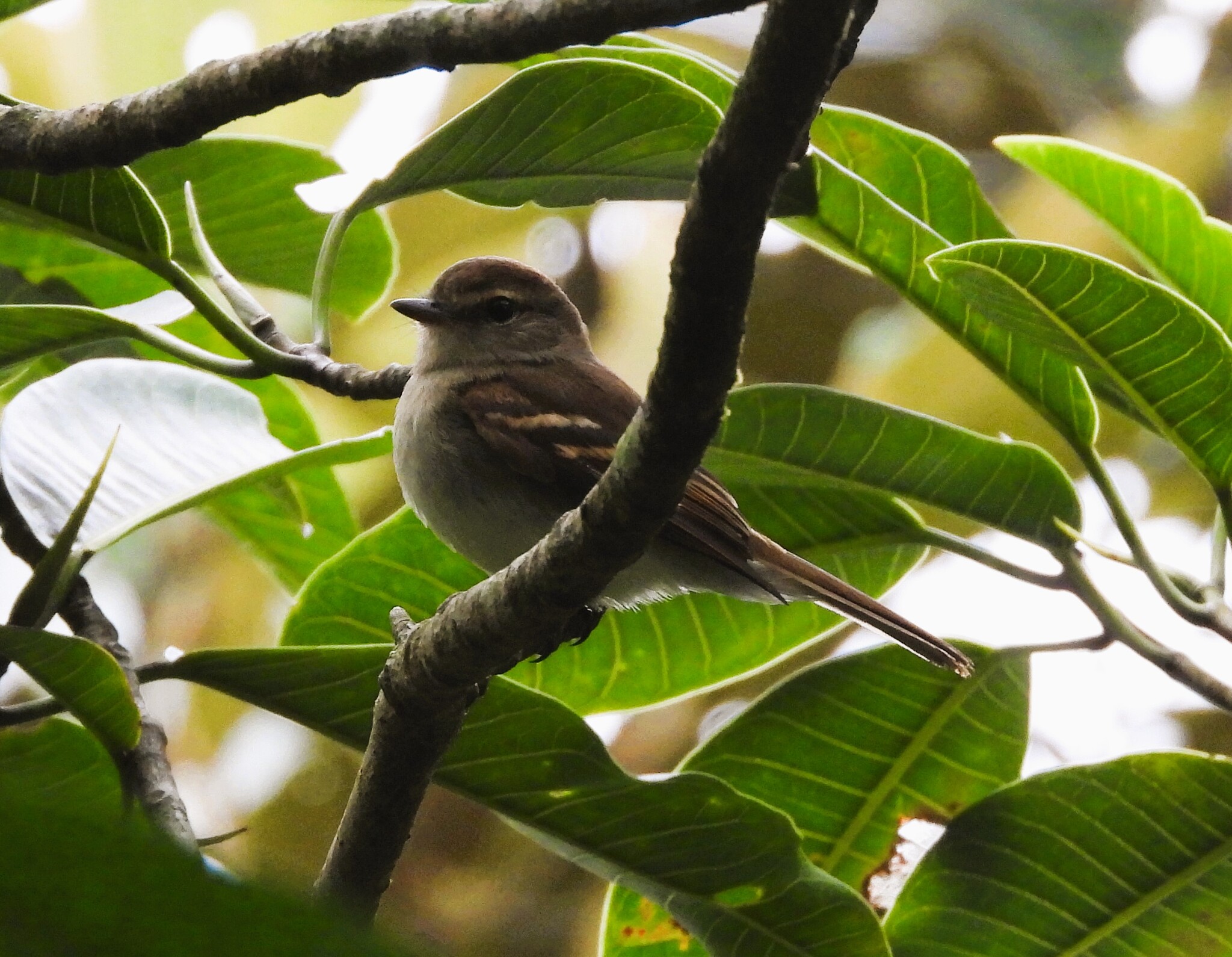 Fuscous Flycatcher (Cnemotriccus fuscatus), photo 3