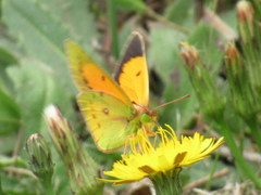 Colias vauthierii