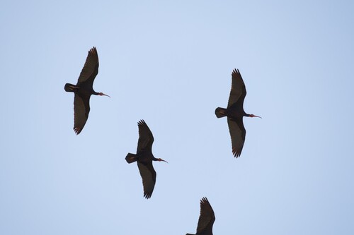 Northern Bald Ibis