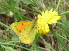 Colias vauthierii