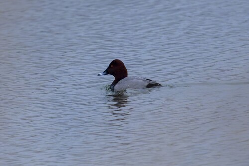Common Pochard