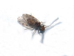 Ectopsocus briggsi