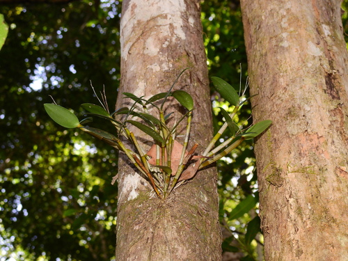 Rainforest Feather Orchid (Dendrobium deuteroeburneum)
