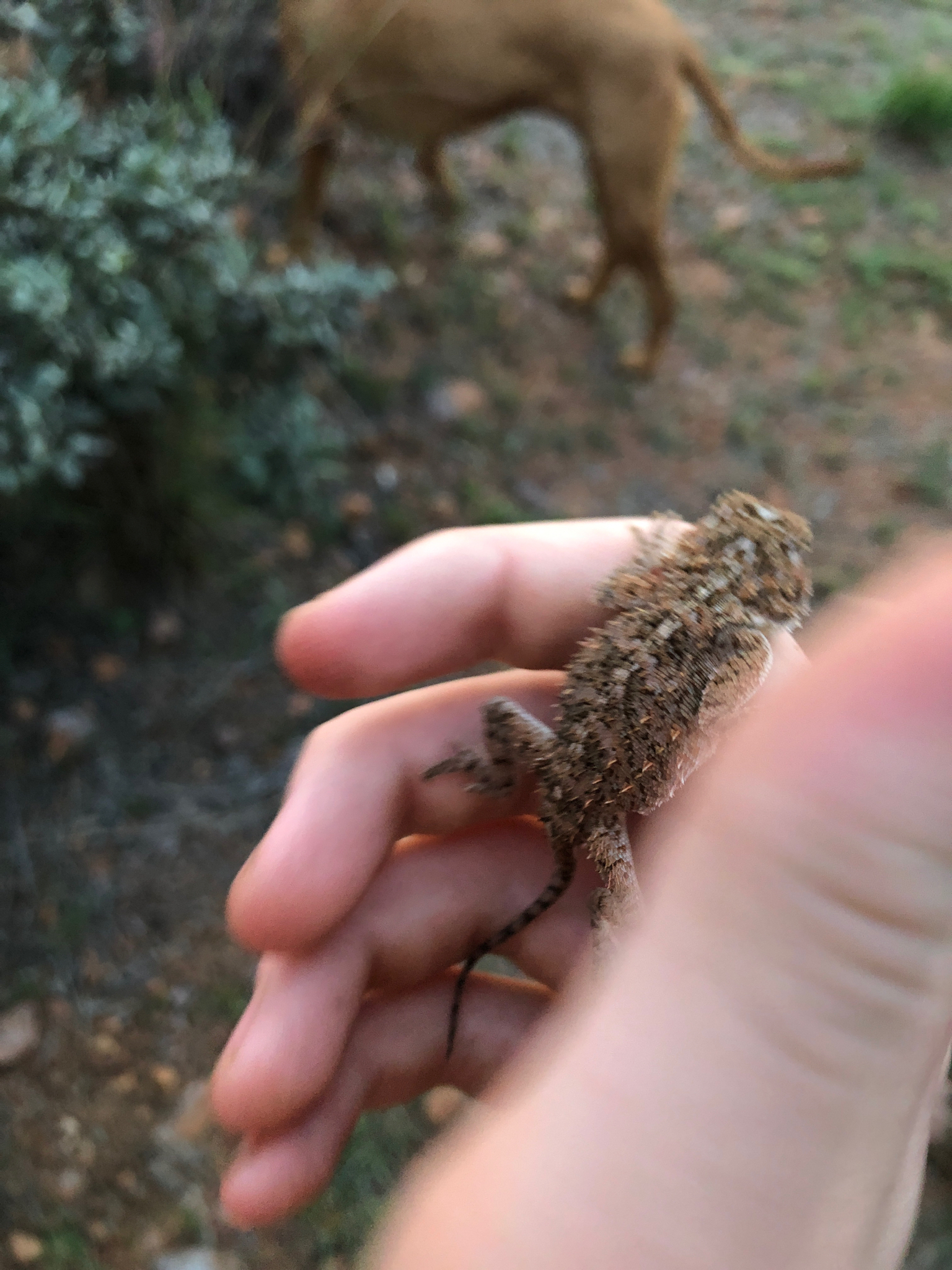 Agama aculeata Merrem, 1820