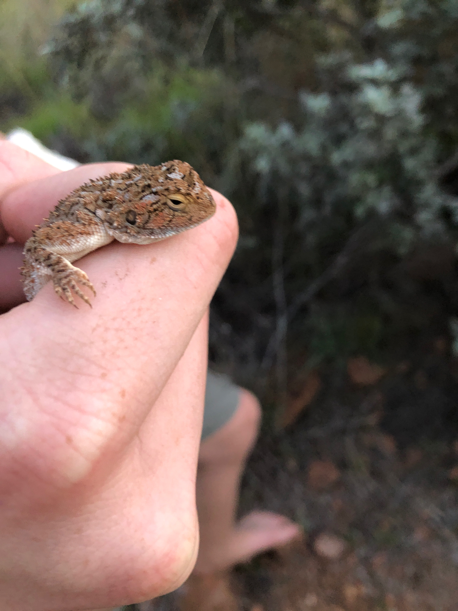 Agama aculeata Merrem, 1820