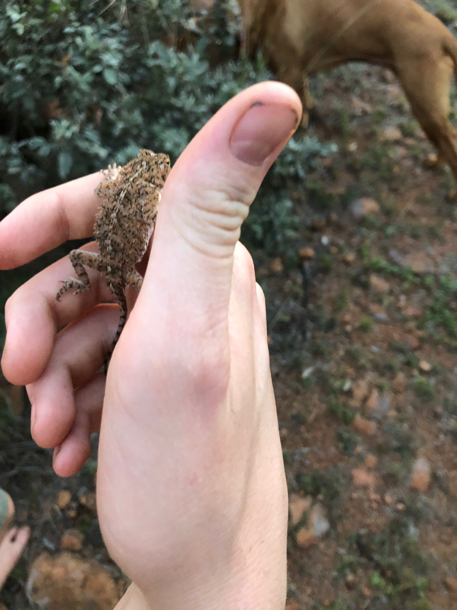 Agama aculeata Merrem, 1820