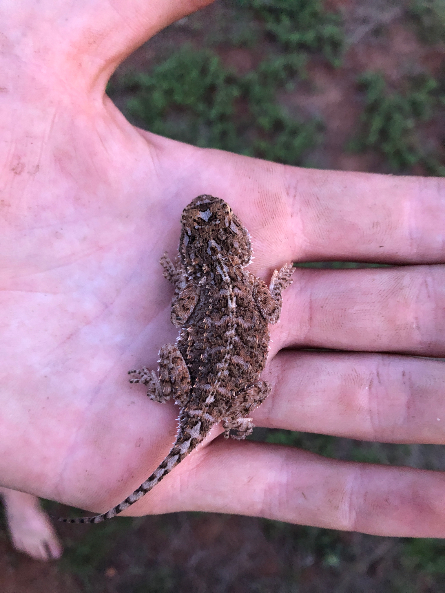 Agama aculeata Merrem, 1820