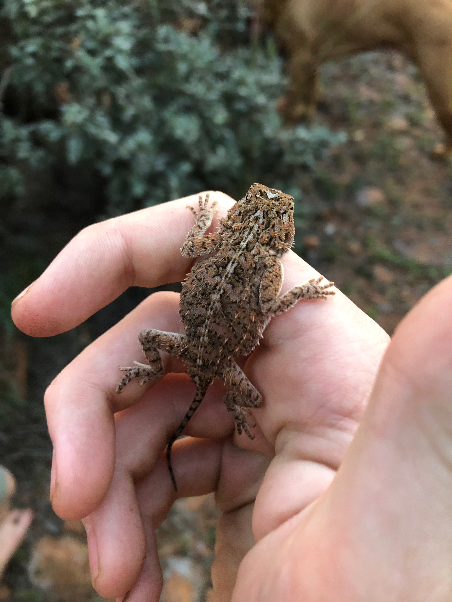 Agama aculeata Merrem, 1820