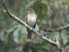 Turdus ignobilis