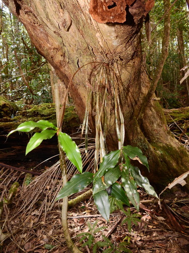 Tree Spider Orchid (Dendrobium tetragonum)