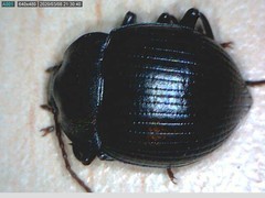 Accanthopus velikensis