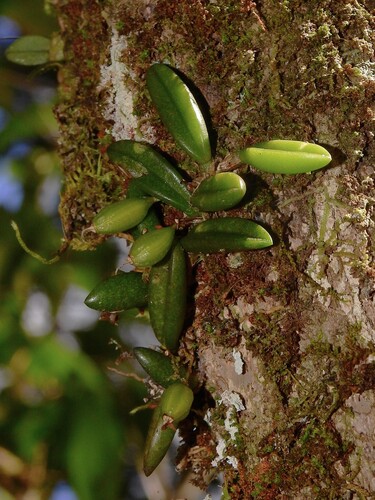 Wheat-leaved bulbophyllum (Bulbophyllum shepherdii)