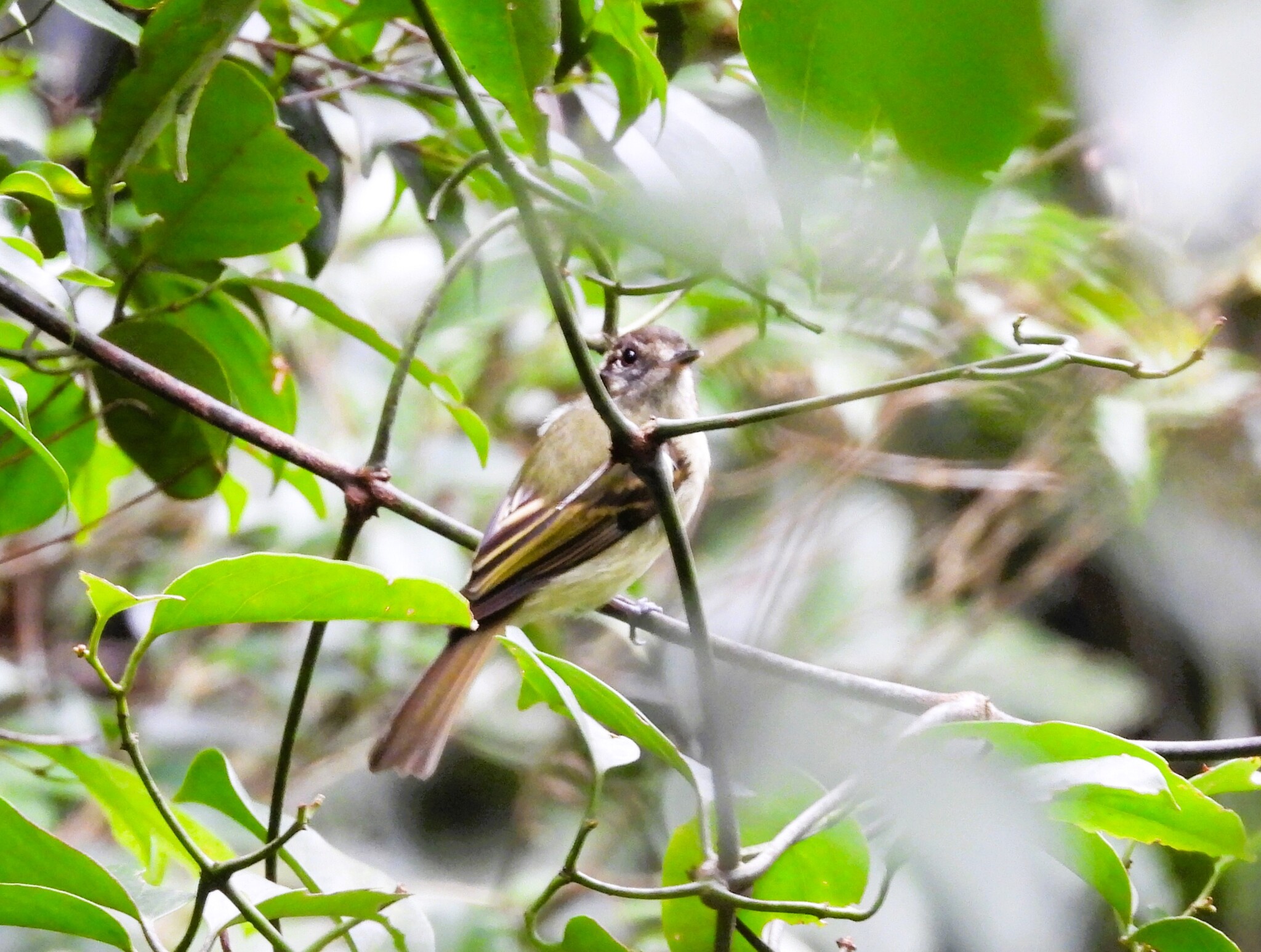 Sepia-capped Flycatcher (Leptopogon amaurocephalus), photo 10