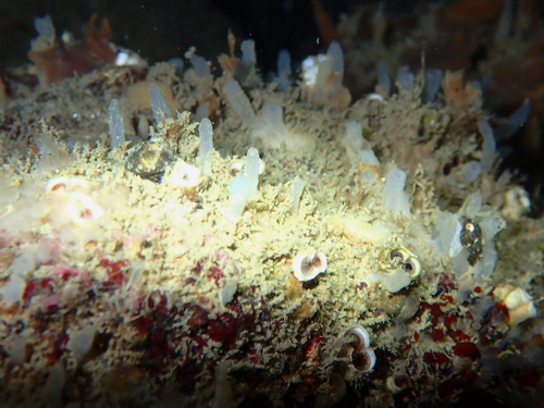 Oceanapia isodictyiformis