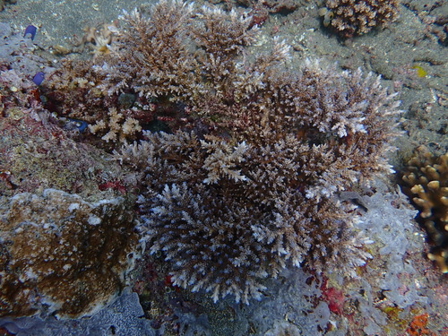 Acropora striata observed 2025-12-18