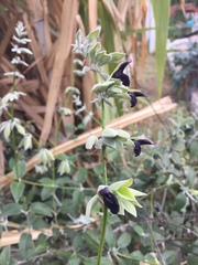 Salvia discolor