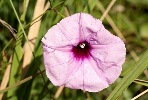 Ipomoea barteri, 2016-04-13