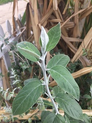 Salvia discolor