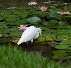 Ardea alba