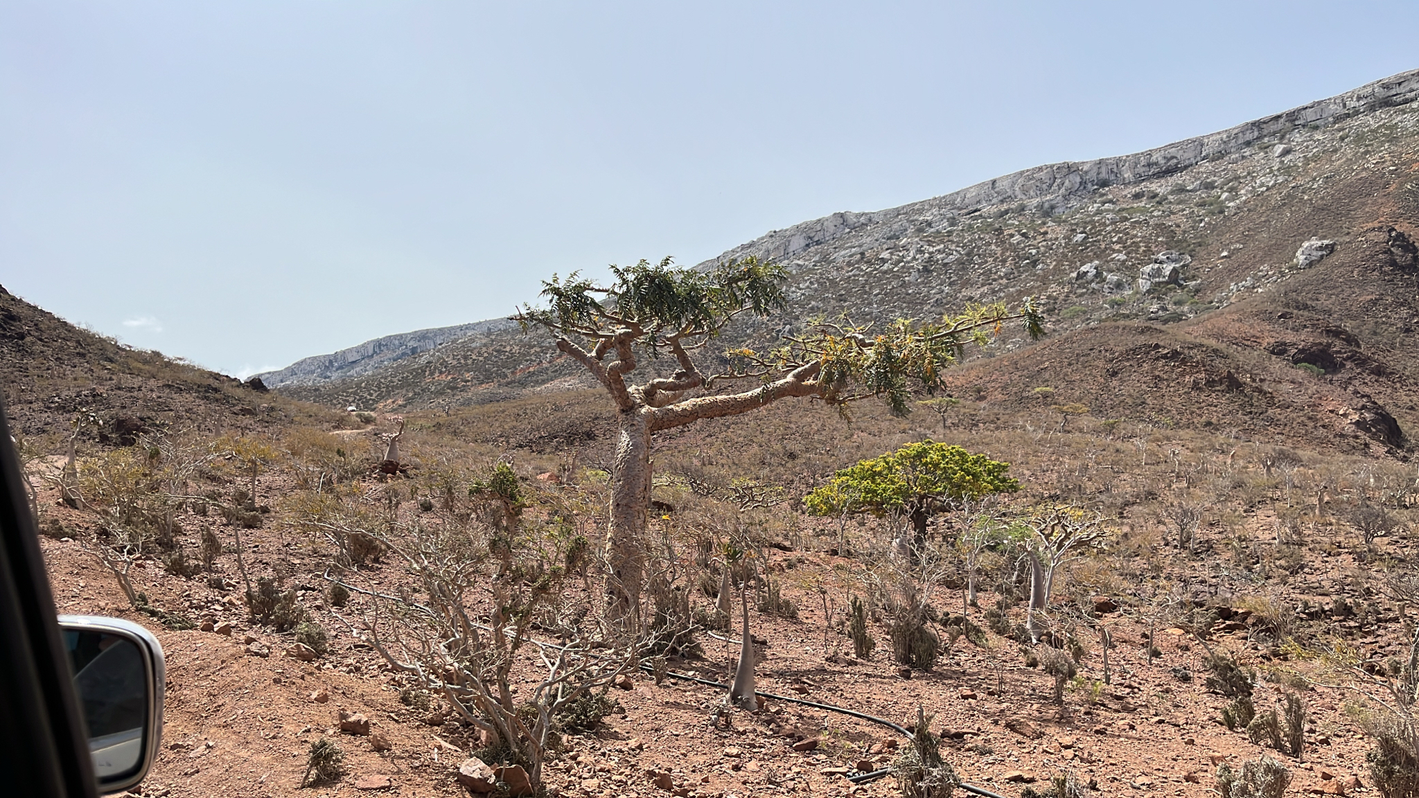 Boswellia elongata Balf.f. 3