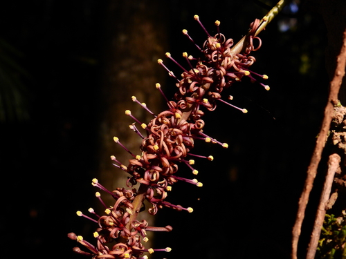 Hicksbeachia pinnatifolia
