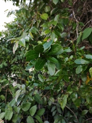 Pithecellobium winzerlingii