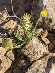 Ceratocephala falcata