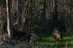 Canis aureus syriacus