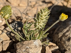 Ceratocephala falcata