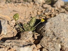 Ceratocephala falcata