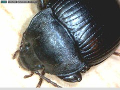 Accanthopus velikensis