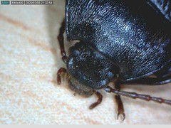 Accanthopus velikensis