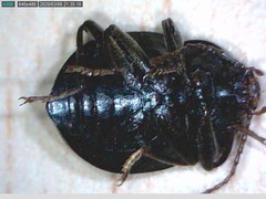 Accanthopus velikensis