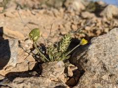 Ceratocephala falcata