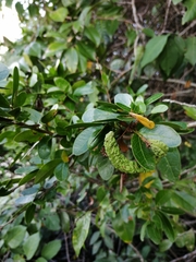 Pithecellobium winzerlingii