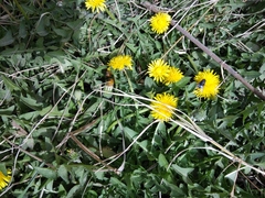 Taraxacum officinale