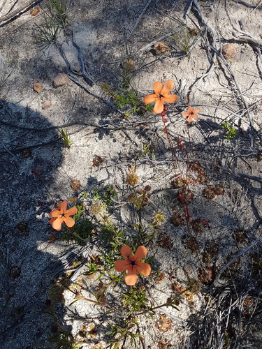 Drosera albonotata