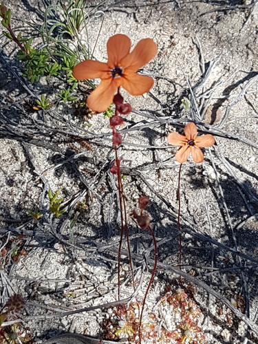 Drosera albonotata