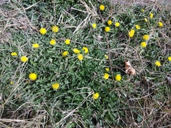 Taraxacum officinale