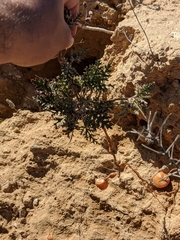 Erodium crassifolium