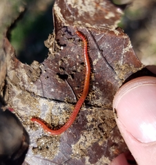 Strigamia bothriopus