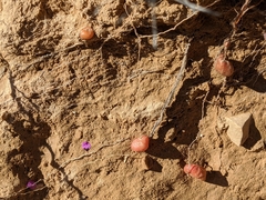 Erodium crassifolium