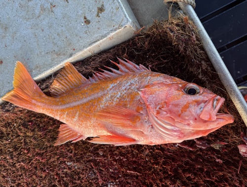 Canary rockfish (Sebastes pinniger) — Sebastidae — 2