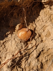 Erodium crassifolium
