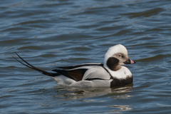 Clangula hyemalis image